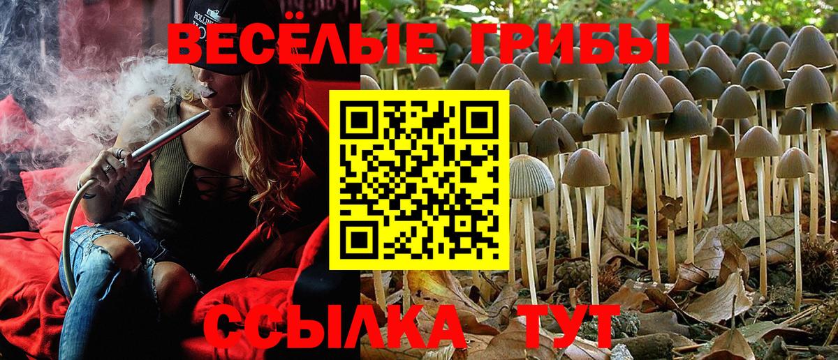 Усть-Джегута  Псилоцибиновые грибы Psilocybe  Вход с VPN 